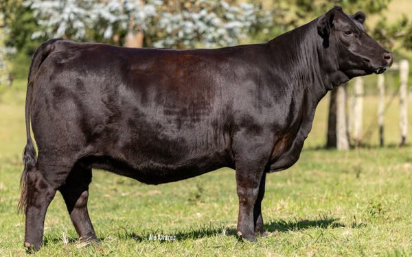 08 - ZUCARA BRAVO 10113 TE