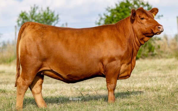 07 - CONCE 1111 ESCORPION TE.