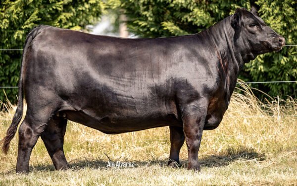 06 - VIOLETA RED BLOOD INSIGHT - 111 TE