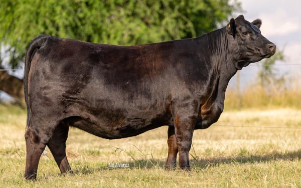 09 - CONCE 1088 NAPOLEON TE