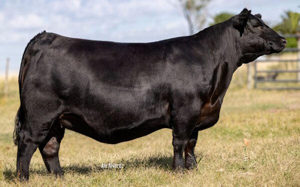 04 - ZERCA AA AYE 67 WATERLOO TE