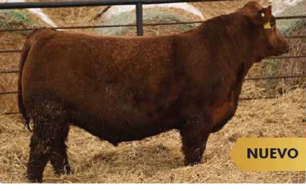 21 - 15 DOSIS DE LEVERAGE