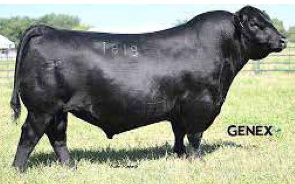 22 - 15 DOSIS DE BAR NONE