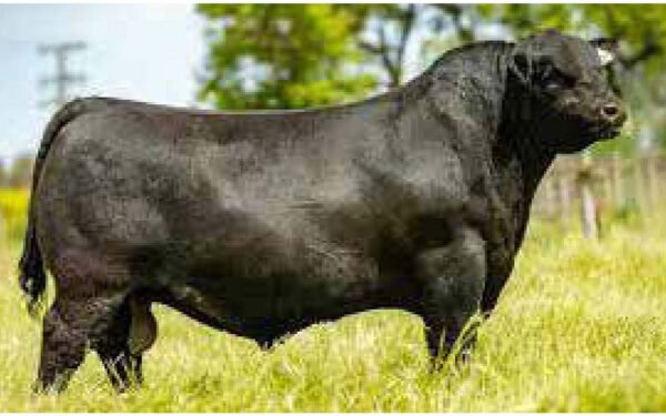 23 - 15 DOSIS DE BRONCO