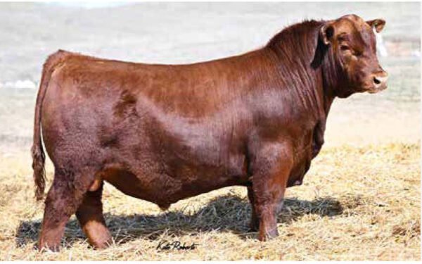 24 - 15 DOSIS DE PLAYBOY