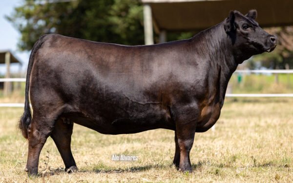 11 - REFUGIO 246 VENTURE 21 TE