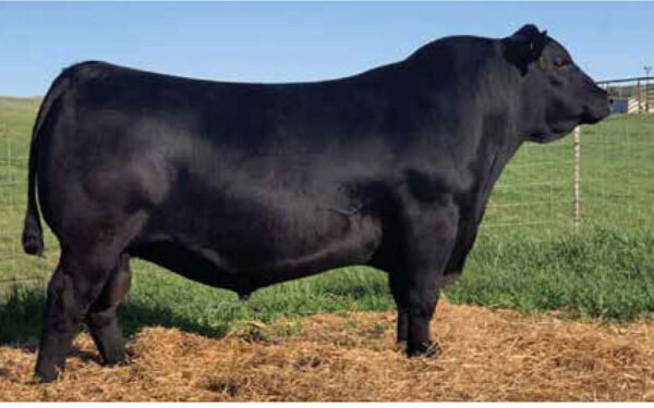 25 - 15 DOSIS DE CHECKMATE