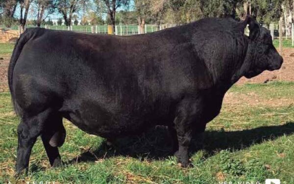 28 - 15 DOSIS SANCHO PANZA