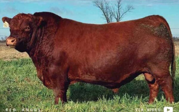 29 - 15 DOSIS DE KIOTO