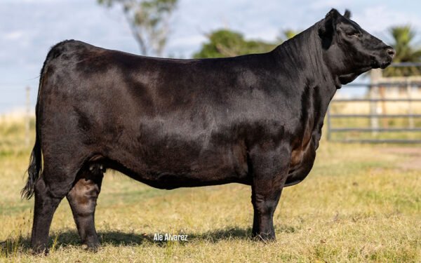 03 - PIEDRAS 1146 . JEREMIAS (364)