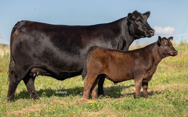 14 - GREGORIO 435 SERRUCHO/8042 TE