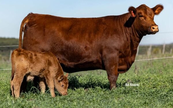 16 - MODELO RUBETA/ 4835 RED TE