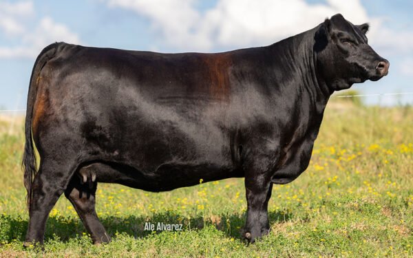 13 - MODELO D.ROBERTO /4874 TE