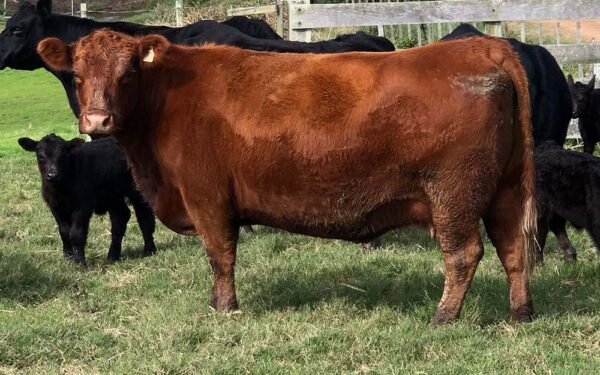 19 - ZUCARA BRUTAL TE 7019