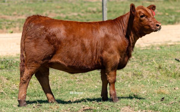 01 - CHAFALOTE 81 TE RED BOXER X 7019