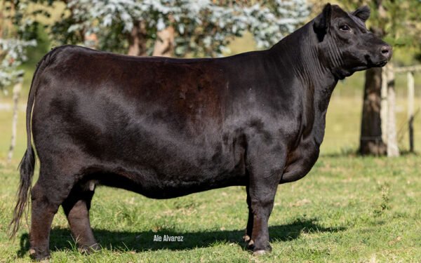 12 - ZUCARA MARVEL 9738 TE